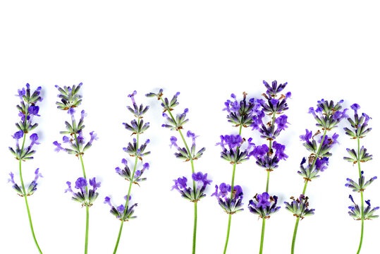 Flowers of Lavender isolated on a white background