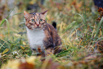 Tricolor cat outdoors in autumn.