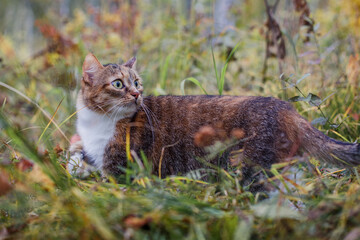 Tricolor cat outdoors in autumn.
