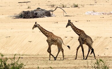 R&eacute;serve en Afrique du Sud