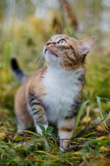Tricolor cat outdoors in autumn.