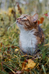 Tricolor cat outdoors in autumn.