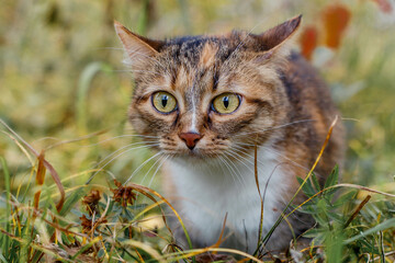 Tricolor cat outdoors in autumn.