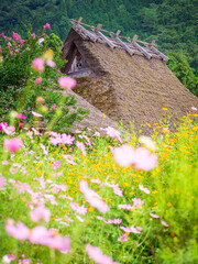 コスモスが咲く美山かやぶきの里 © 739photography
