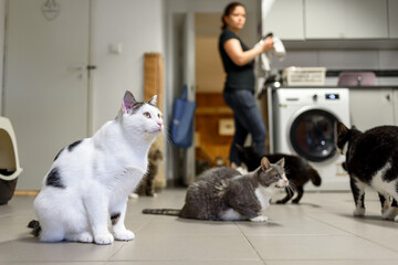 Cat with other cats waiting for food from volunteer in animal shelter