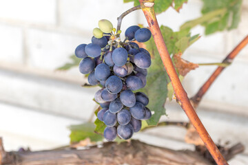 Bunch of black grapes grows on vine. Table variety Isabella. Topic - growing grapes, production...
