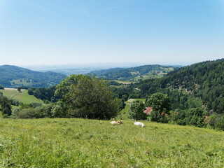 Fototapeta na wymiar Schwarzwald Landschaft. Frühling im Zeller Bergland oberhalb der stadt Zell im Wiesental südlich des schwarzwaldes in Baden-Württemberg (Deutschland)