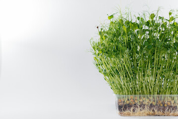 Micro-green pea sprouts close-up on a white background in a pot with soil. Healthy food and lifestyle