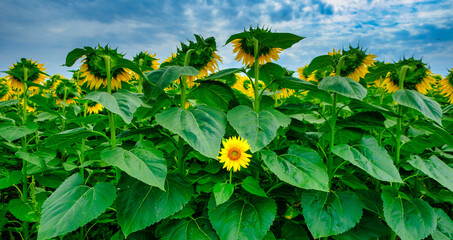 Individuality symbol and independent thinker concept and new leadership concept or individuality as a group of sunflowers on a field with one individual sunflower in the opposite direction - obrazy, fototapety, plakaty