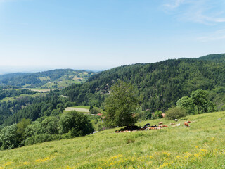 Landschaft von Zeller Berglandes und Zeller Blauen oberhalb der stadt Zell im Wiesental südlich des schwarzwaldes in Baden-Württemberg (Deutschland)