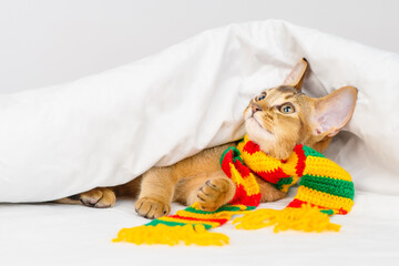 Abyssinian kitten sits on the bed in a bright striped scarf