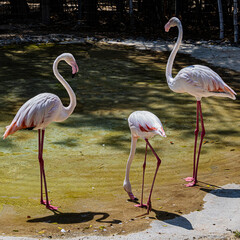 three flamingos in the park
