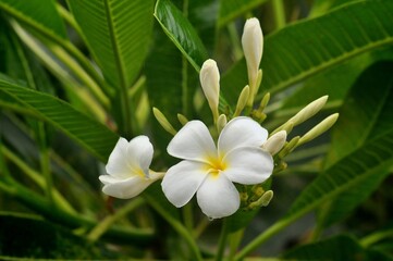 Fototapeta na wymiar white plumeria flower