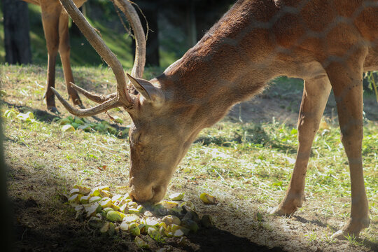 Cervus elaphus Linnaeus. Valle d'Aosta, Parc Animalier d'Introd: profilo di Cervo Nobile che mangia.
