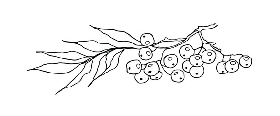 A branch of ash berry, rowan-berries and leaves. Hand draw.  Vector on a white background. Logo. 