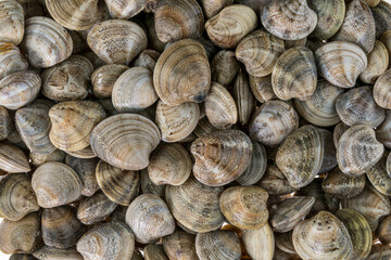 Raw fresh vongole clams of the Adriatic Sea in top view, pattern background texture