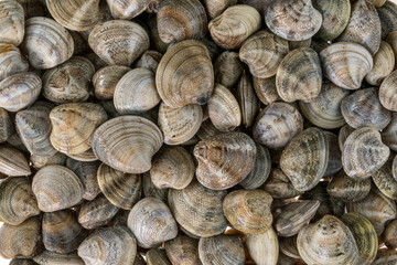 Raw fresh vongole clams of the Adriatic Sea in top view, pattern background texture