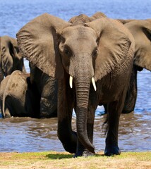 El&eacute;phant d'Afrique du Sud