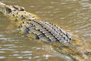 Crocodile d'Afrique du Sud
