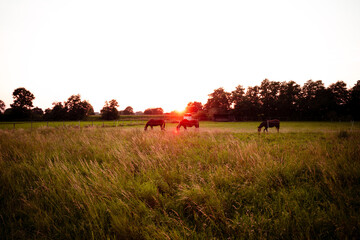 Sonnenuntergang überFeld mit Pferden