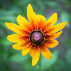 Flower of rudbeckia