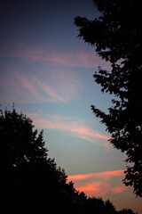 Abendhimmel zwischen Bäumen