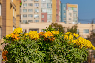 Orange and yellow flowers against the backdrop of multi-storey buildings. Marigolds are erect. Autumn