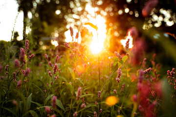 Sonnenuntergang durch Blüten