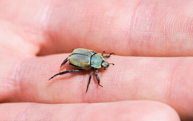 Gold dust tree beetle on hand. Insect close up. Hoplia argentea.