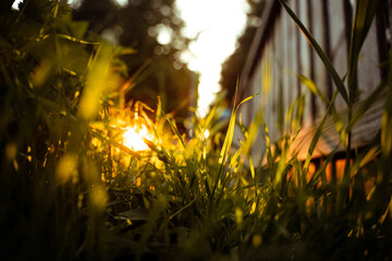Sonnenuntergang durch Gras