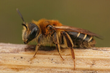 Detailed closeup on a female short fringed mining bee, Andrena dorsata