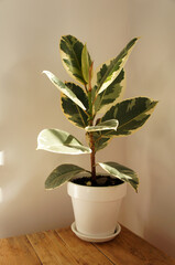 Ficus elastica in white ceramic flower pot