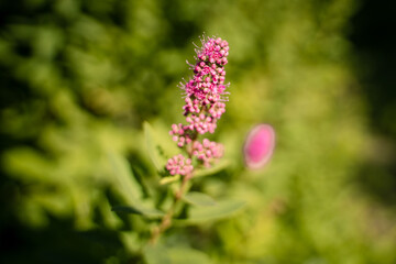 Violette Blüte