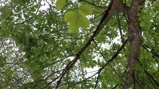 Lush Green Foliage of Trees in Deciduous Forest. Bottom up view. Tall trunks and tree tops of birches in cloudy weather. Rotation of the camera around its axis. Summer walk in nature. 4K. Close up.