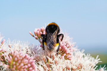 Back of a bumblebee while collecting nectar on a flower. Insect close up.