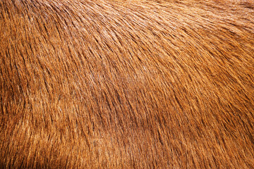 Close-up of brown cowhide. Animal fur as a background.