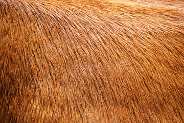 Close-up of brown cowhide. Animal fur as a background.