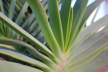 close up of fan aloe leaves