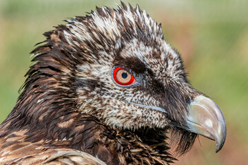 Bearded Vulture (Gypaetus barbatus) in the foothills of Caucasus, Republic of Dagestan, Russia