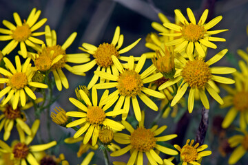 Ragwort, common ragwort // Jakobs-Kreuzkraut, Jakobs-Greiskraut (Jacobaea vulgaris)