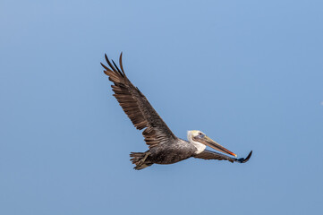 Fishing Brown Pelican (Pelecanus occidentalis) in Bolsa Chica Ecological Reserve, California, USA