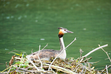 Great crested grebe sits on a nest in the water. Bird in close-up. Podiceps cristatus. Water bird.