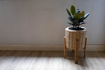 Rubber plant air purify. It is used for interior decoration and is also an air purifying plant.