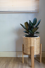 Indian rubber trees are planted in pots decorated with woven baskets. It is used for interior...