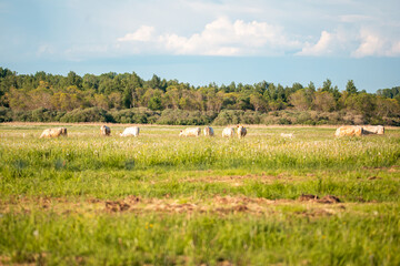 Fototapeta na wymiar Brown cows in meadow. Green field with rural farm animals in summertime