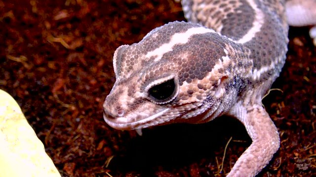 African Fat-tailed Gecko (Hemitheconyx caudicinctus), A gecko sits on a tree branch