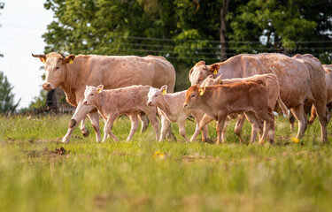 Obraz premium Brown cows in meadow. Green field with rural farm animals in summertime