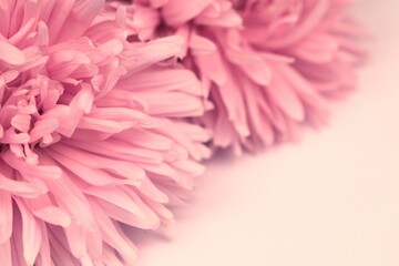 Pink aster flowers closeup on white background with space for text, floral frame, soft pastel pink flowers background. © Anna