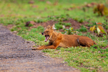 Dhole or Indian Wild Dog lying alongside the road resting after a hunt in Tadoba National Park, India