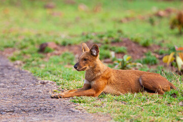 Obraz premium Dhole or Indian Wild Dog lying alongside the road resting after a hunt in Tadoba National Park, India